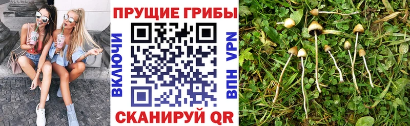 Купить  Плёс  Галлюциногенные грибы Cubensis 
